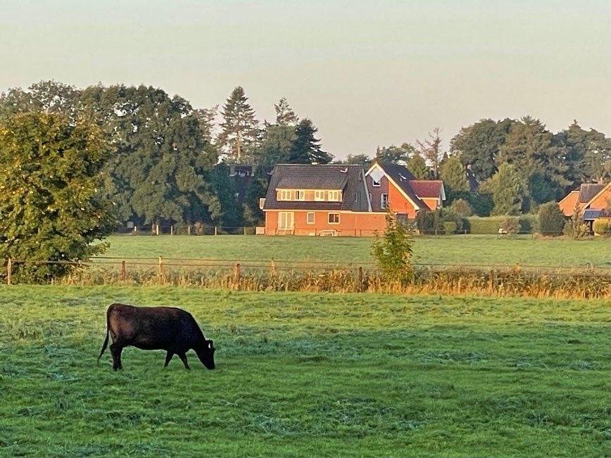 Ein schwarzes Rind grasst auf einer Wiese. Im Hintergrund steht ein rotes Haus mit einem dunklen Dach.