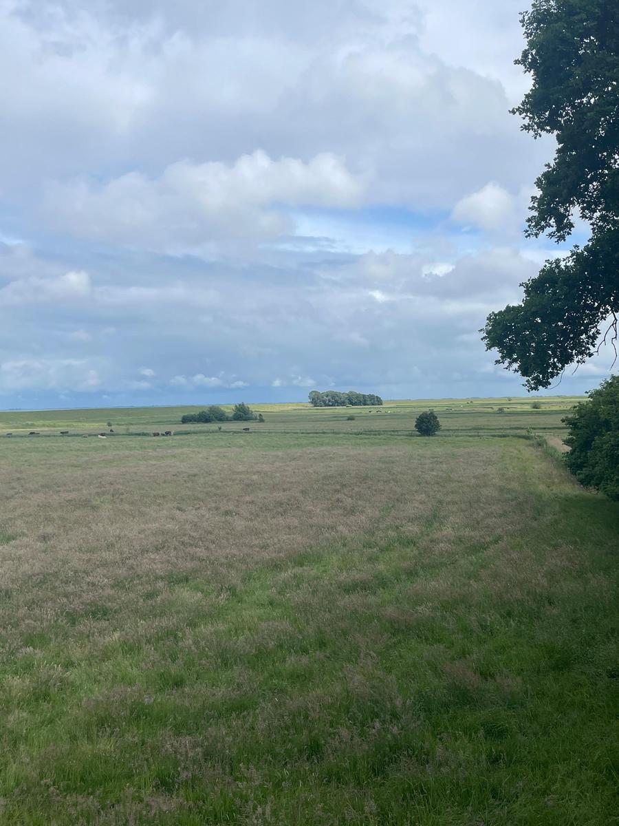 Weitläufiges Grünland mit Bäumen und Wolkenhimmel. Blick auf friedliche Landschaft.