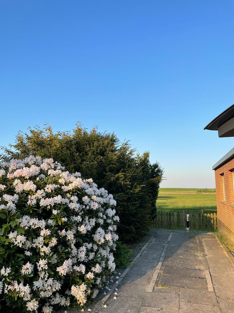 Pfad neben Haus mit blühendem Strauch und grünem Feld im Hintergrund.