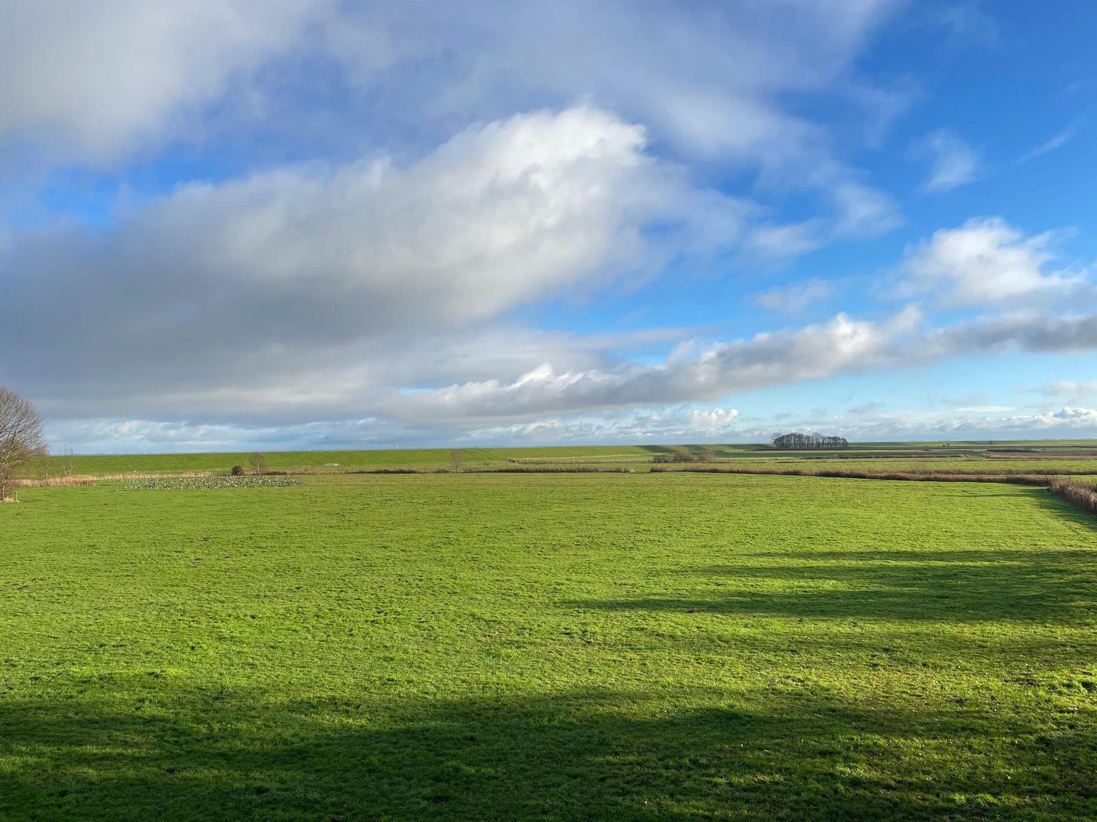 Weites grünes Feld unter blauem Himmel mit weißen Wolken und vereinzelten Bäumen.