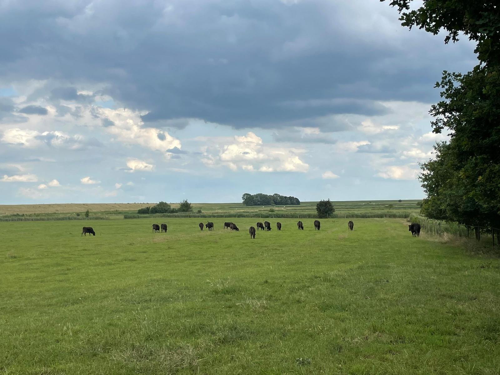Grünes Feld mit schwarzem Rindvieh unter bewölktem Himmel