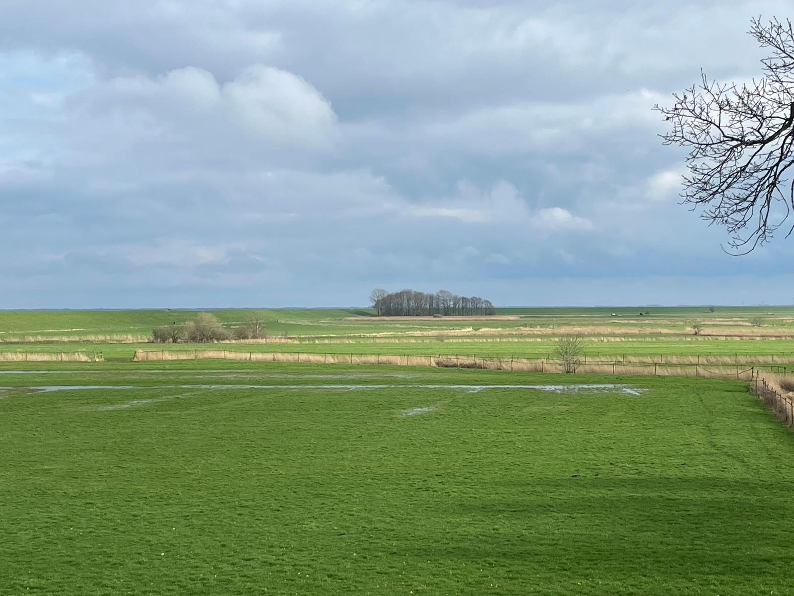 Weitläufiges Grünland unter bewölktem Himmel mit Bäumen im Hintergrund und einem kahlen Ast rechts oben.