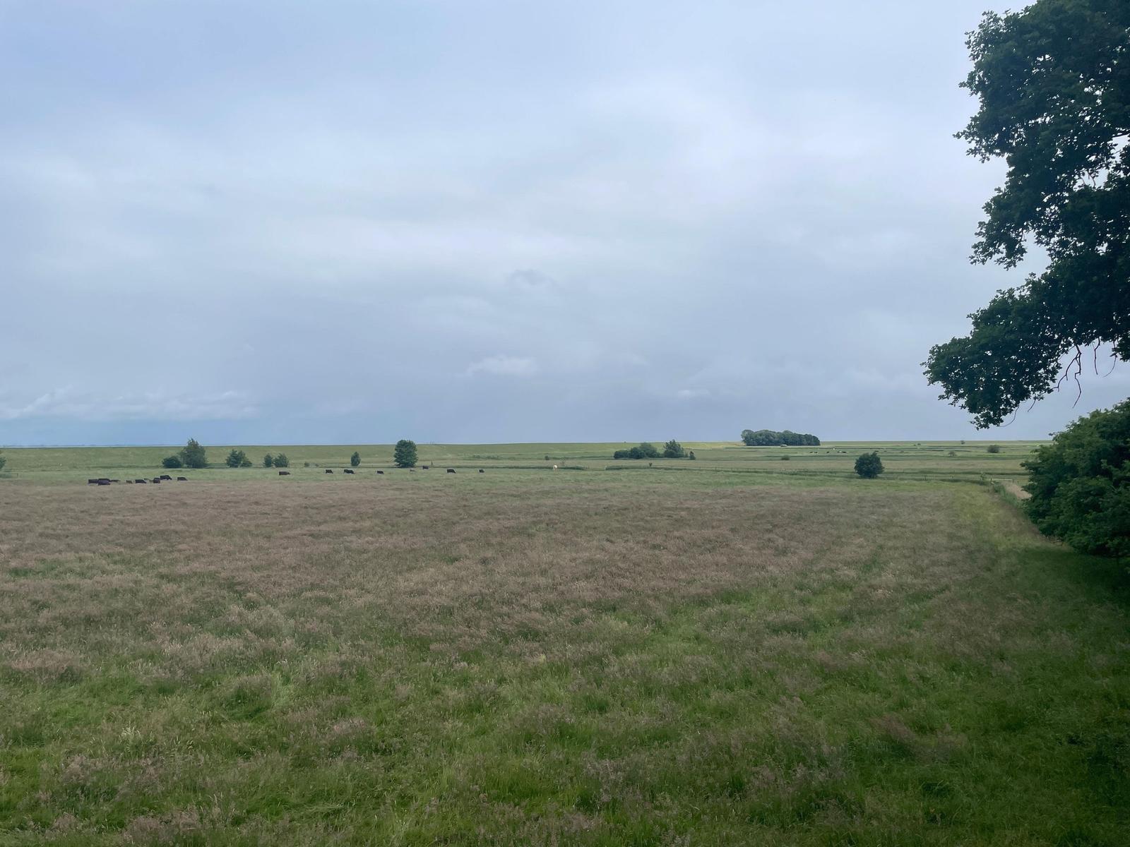 Weitläufiges Grasland mit Kühen und Bäumen unter bewölktem Himmel.