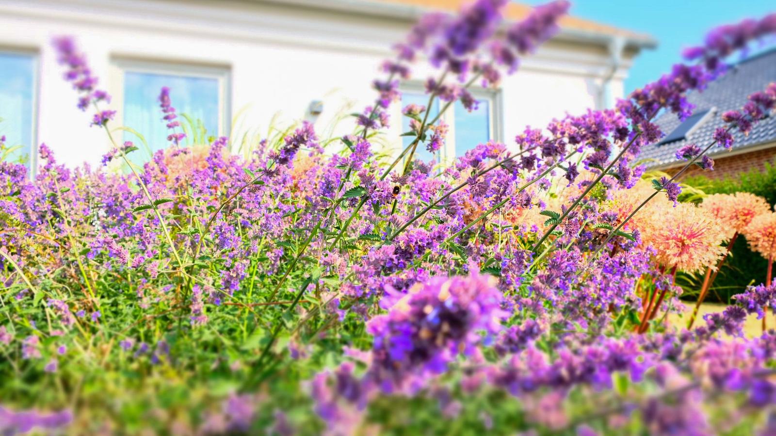 Garten Impressionen