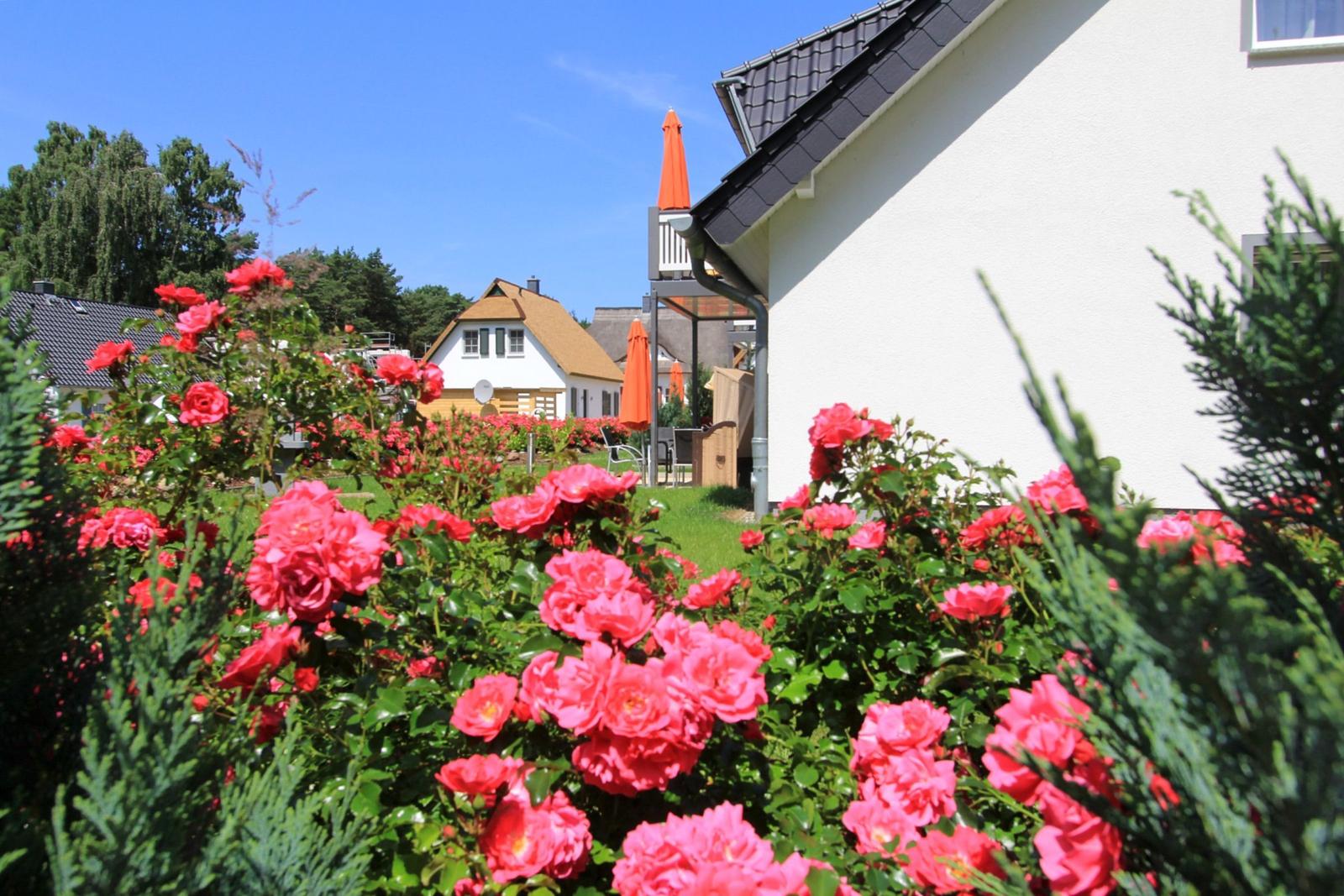 Wunderschön blühende Gartenanlage mit farbenfrohen Rosen am Ferienhaus