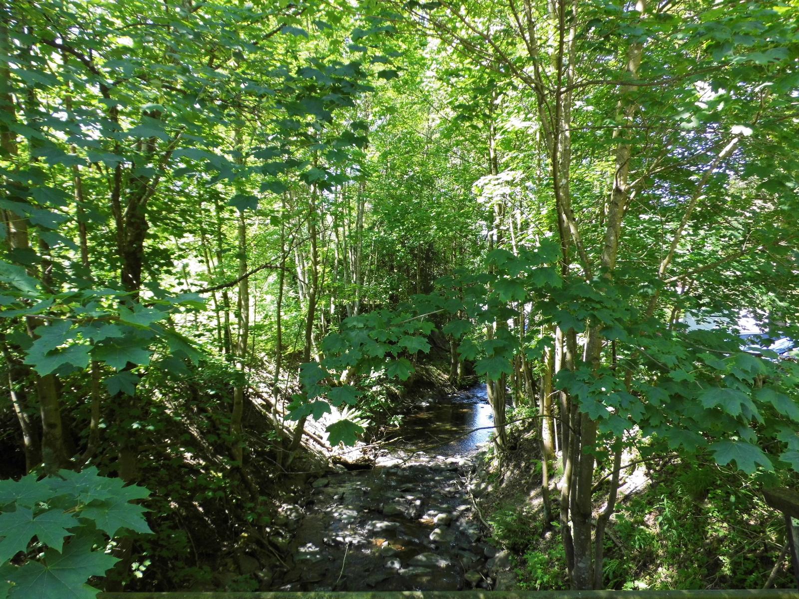 Ein Bach fließt durch einen dichten Wald mit grünen Bäumen.