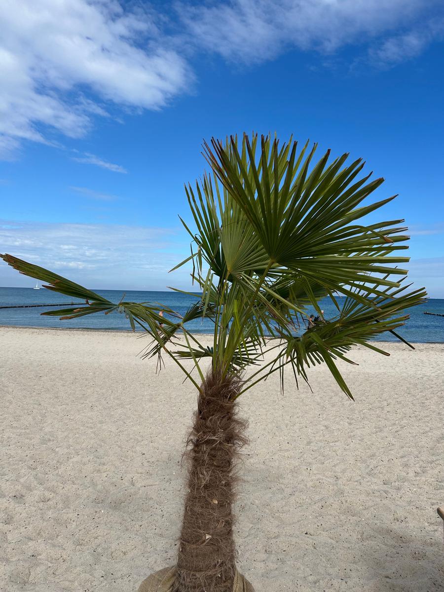 Eine Palme steht auf dem Strand. Im Hintergrund ist das Meer und ein blauer Himmel mit Wolken zu sehen.