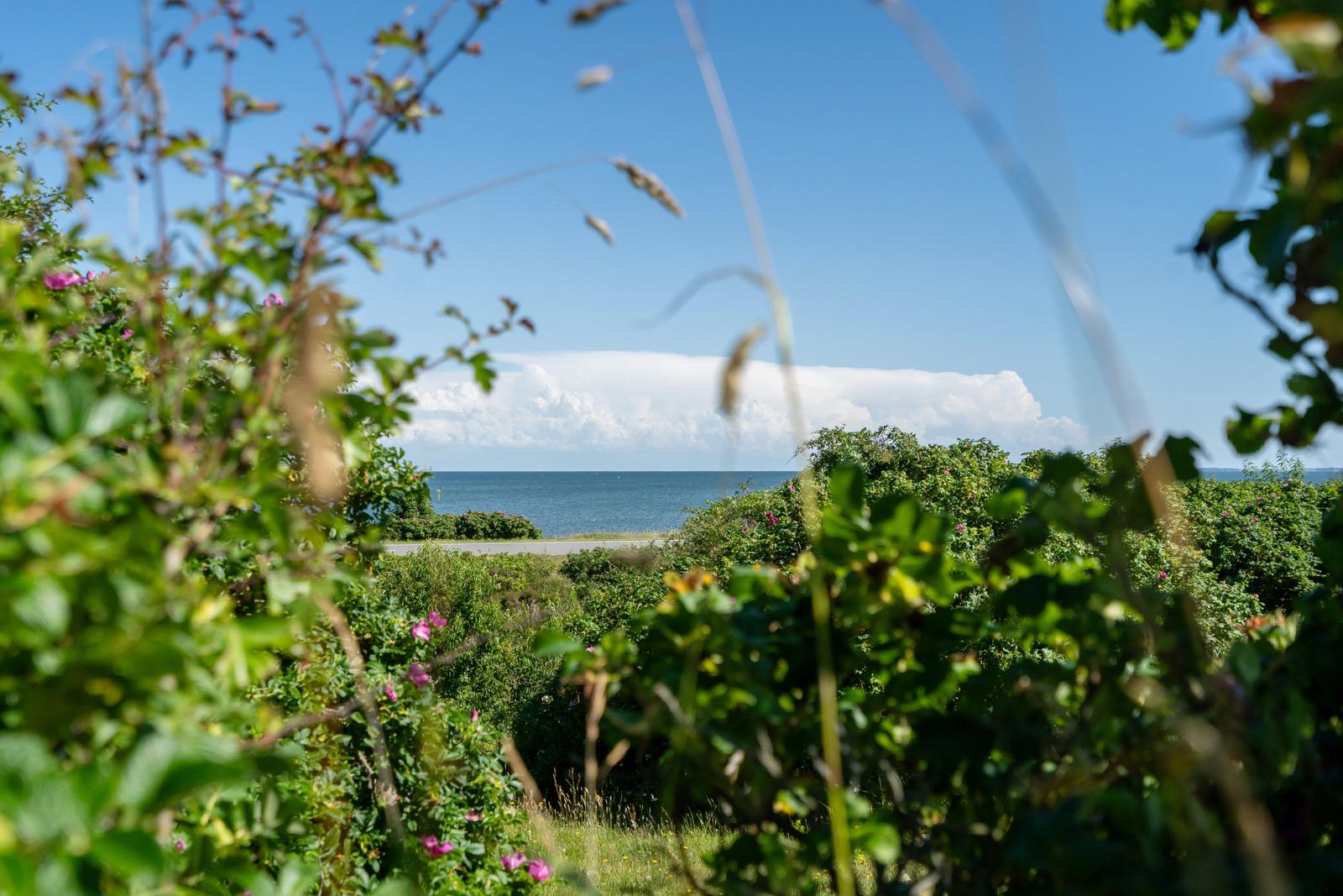 Meeransicht durch grüne Pflanzen mit rosa Blüten und blauem Himmel.