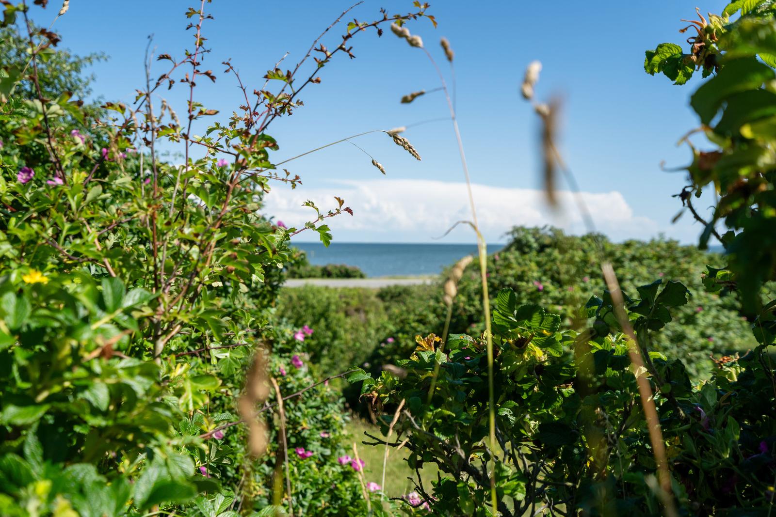 Durch Gräser und Sträucher blickt man auf das Meer unter blauem Himmel.