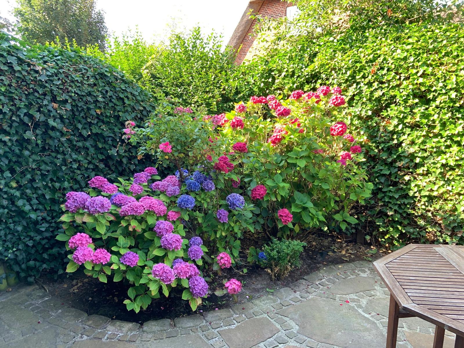 Garten mit blühenden Hortensien und Steinplattenweg neben Holztisch.