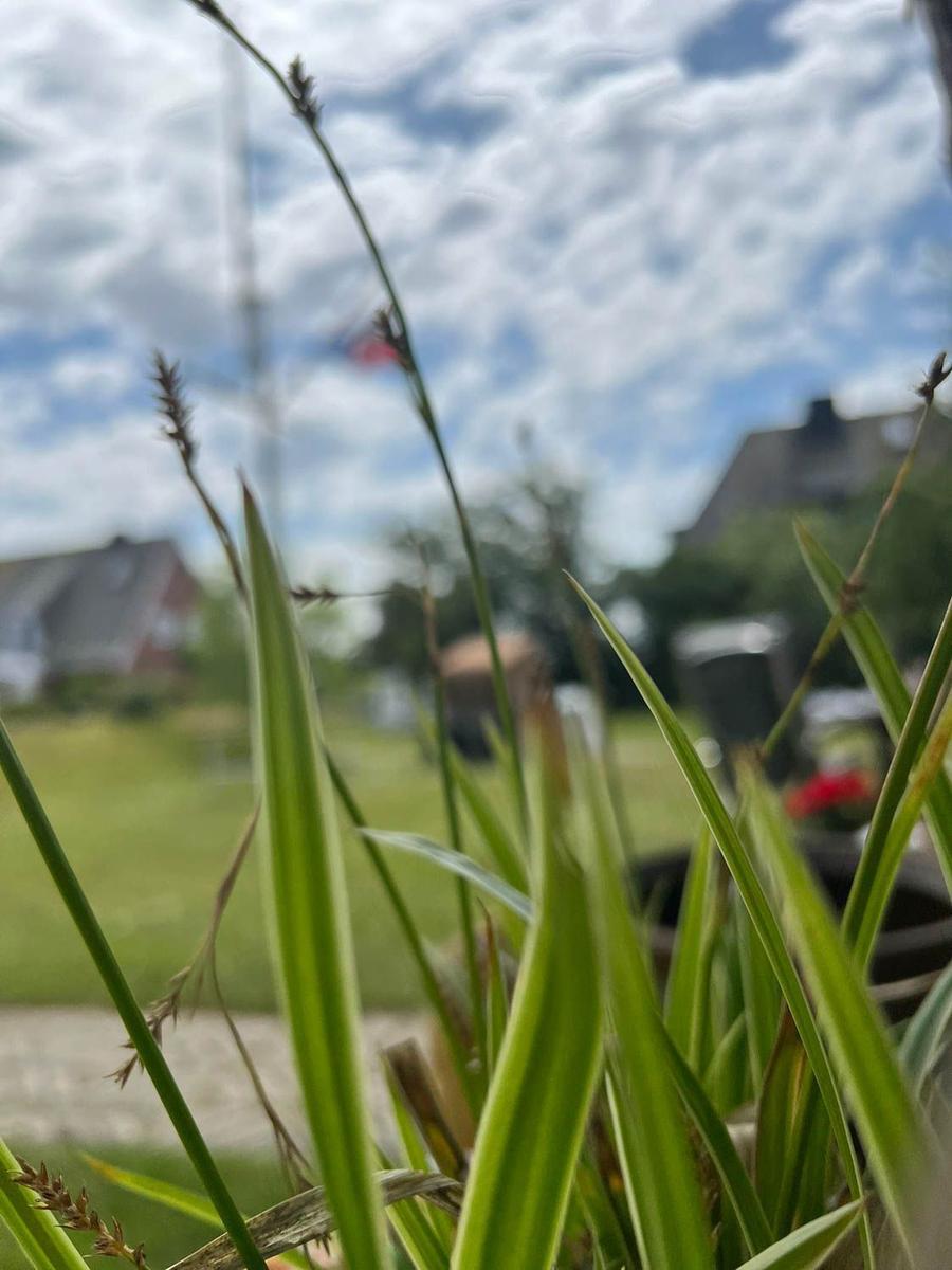 Grünes Gras im Vordergrund, unscharfe Hintergrundansicht mit Häusern und blauem Himmel.