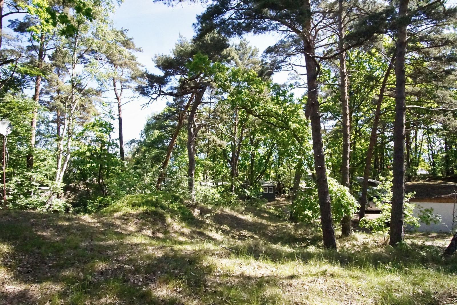 Waldstück mit Bäumen und Grasfläche. Im Hintergrund sind Gebäude sichtbar.