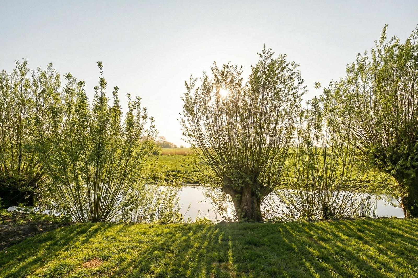Sonniger Blick auf einen Fluss mit Bäumen und Gras
