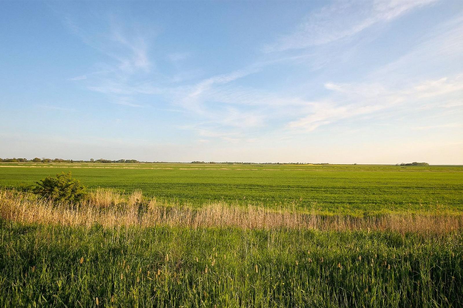 Weitläufiges Grünfeld unter blauem Himmel mit wenigen Wolken und einem kleinen Busch im Vordergrund.