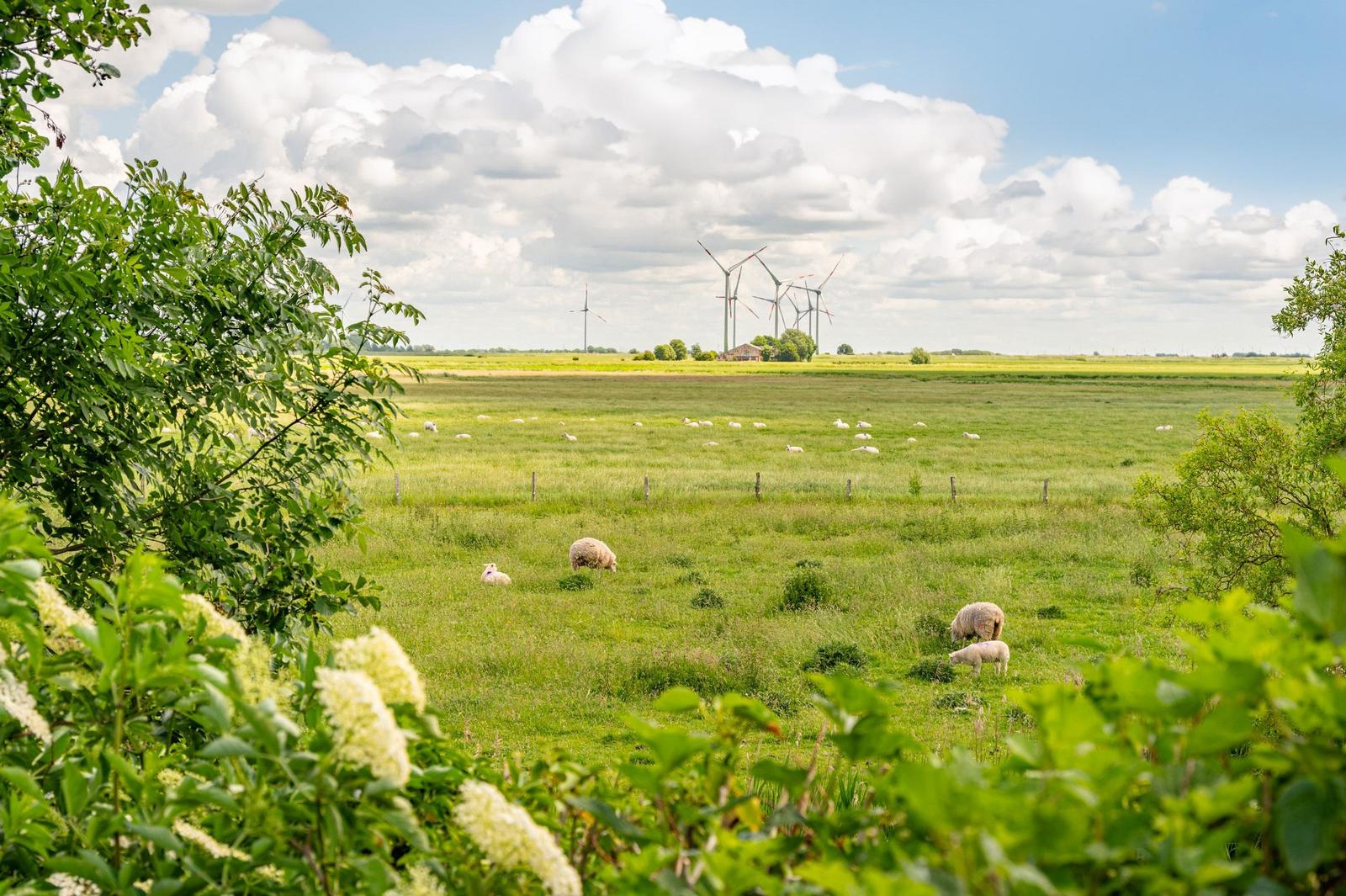 Weideland mit Schafen und Windkraftanlagen unter blauem Himmel.
