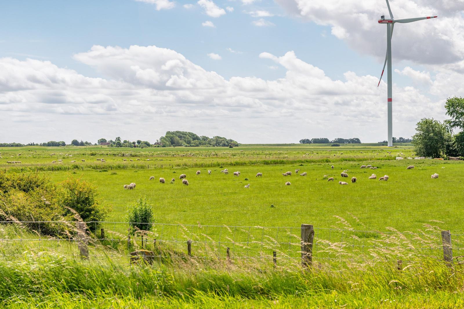 Weite grüne Wiese mit Schafen und Windkraftanlage unter blauem Himmel mit Wolken.