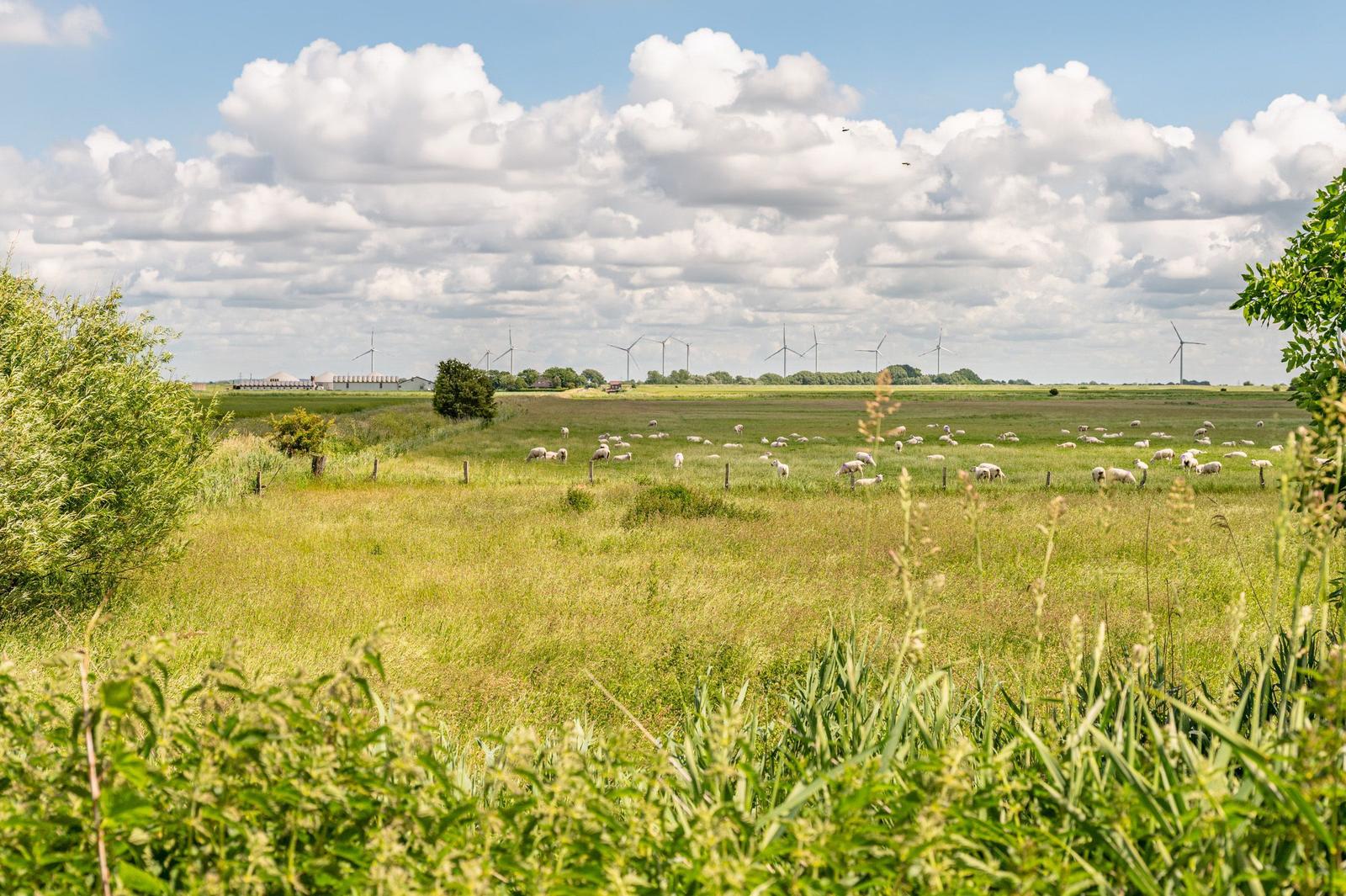 Weideland mit Schafen und Windrädern unter bewölktem Himmel