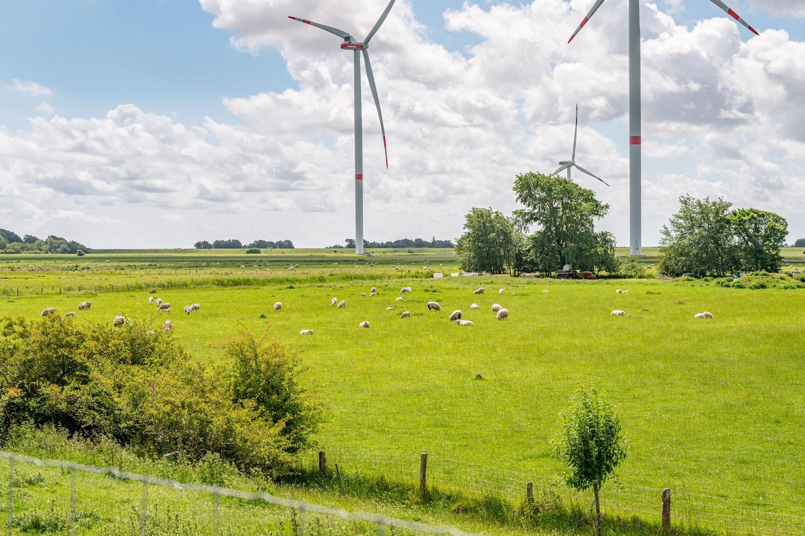 Weideland mit Schafen und Windrädern unter blauem Himmel mit Wolken.