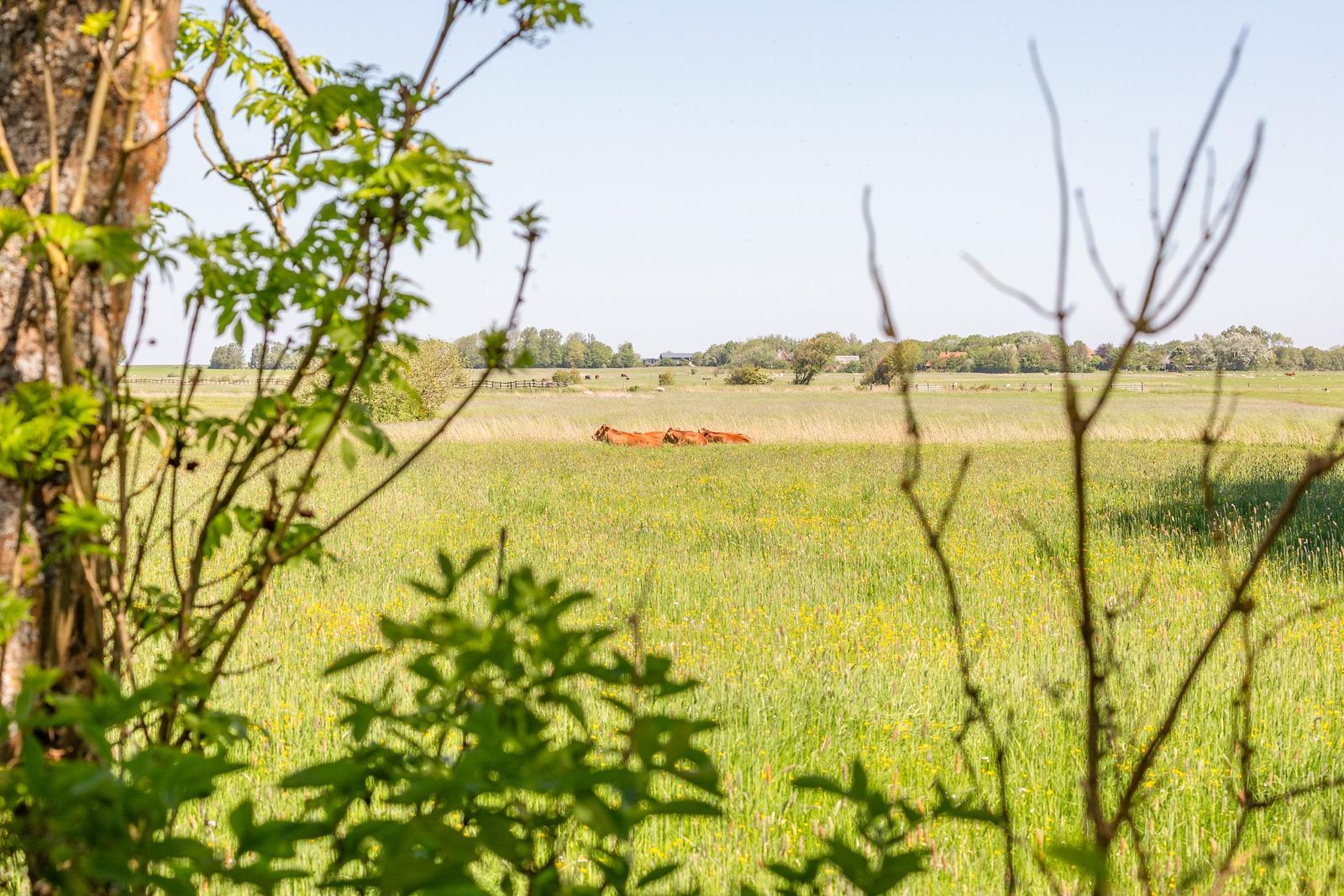 Pasture with cows in the distance, viewed through greenery and trees.