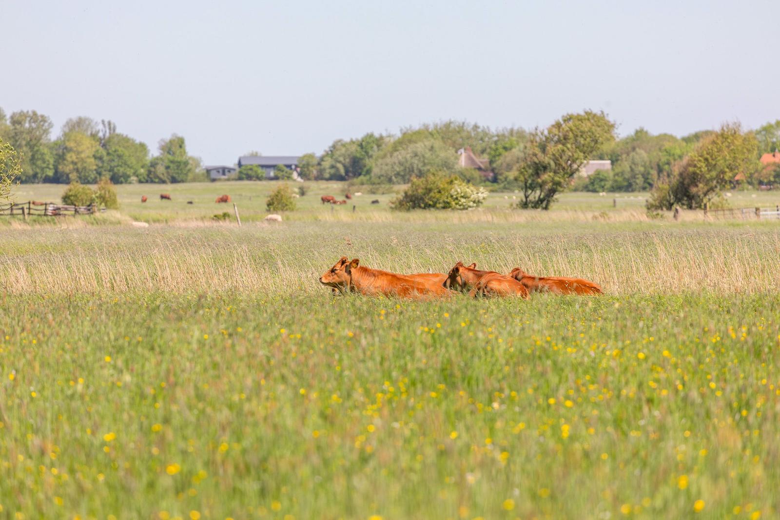 Peaceful meadow with cows and flowering fields in the background