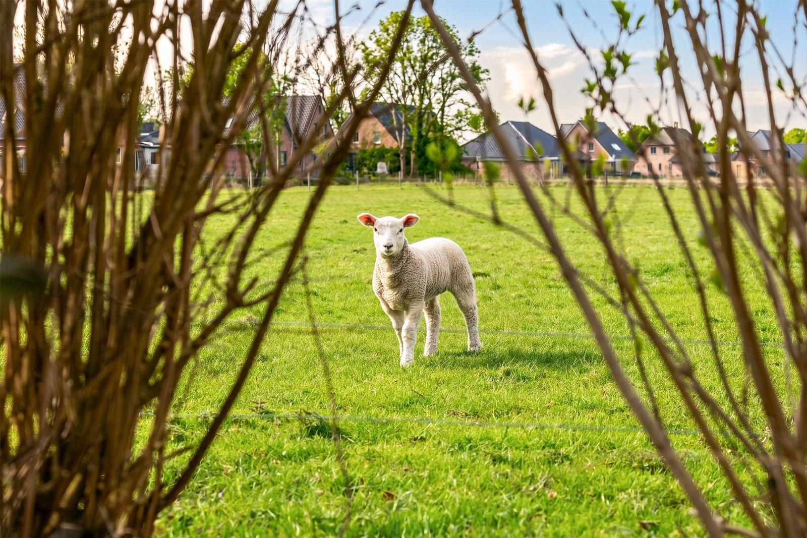 Ein Schaf steht auf einer grünen Wiese, umgeben von Bäumen und Häusern im Hintergrund.