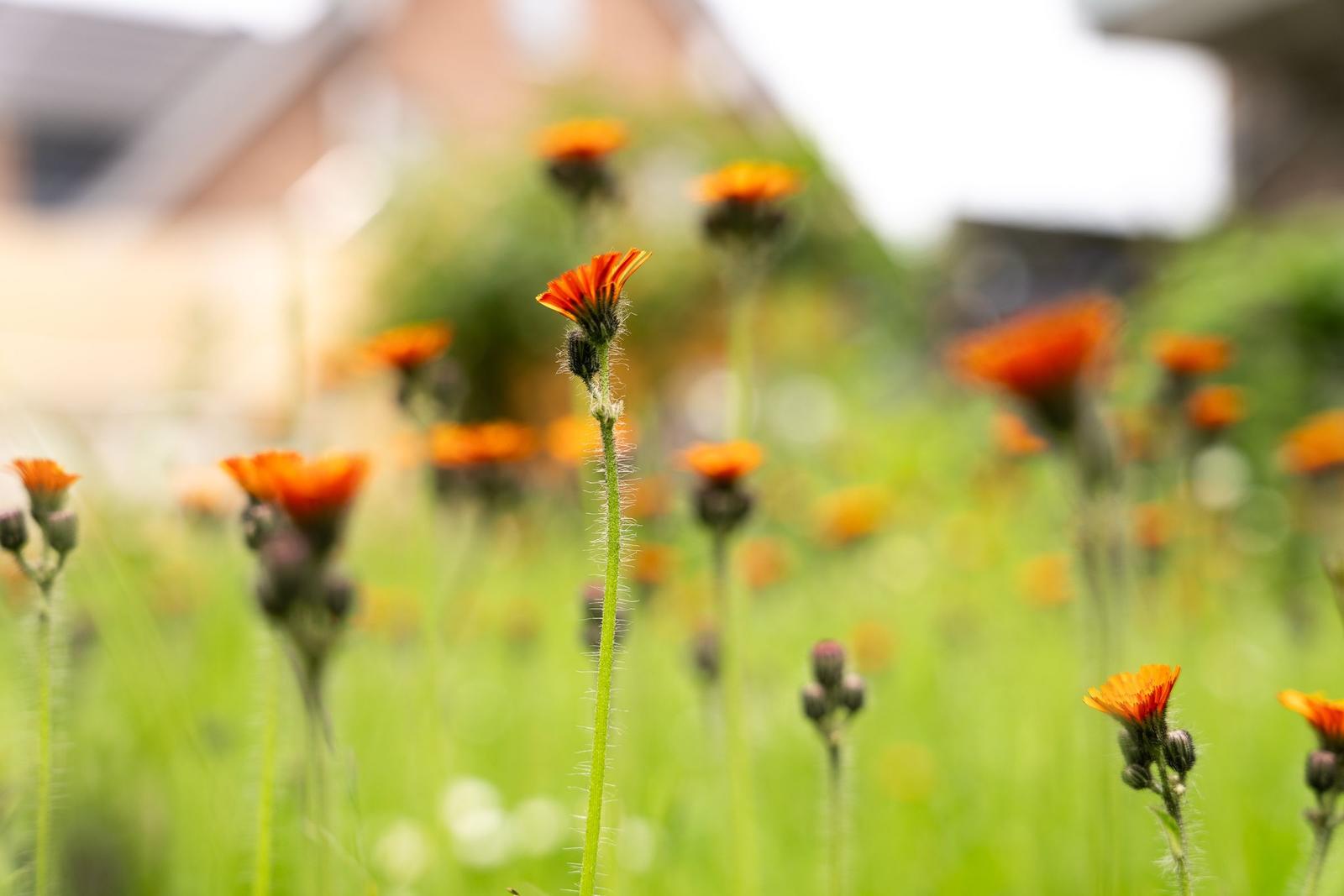 Ein Feld mit orangefarbenen Blumen und grünem Gras im Hintergrund.