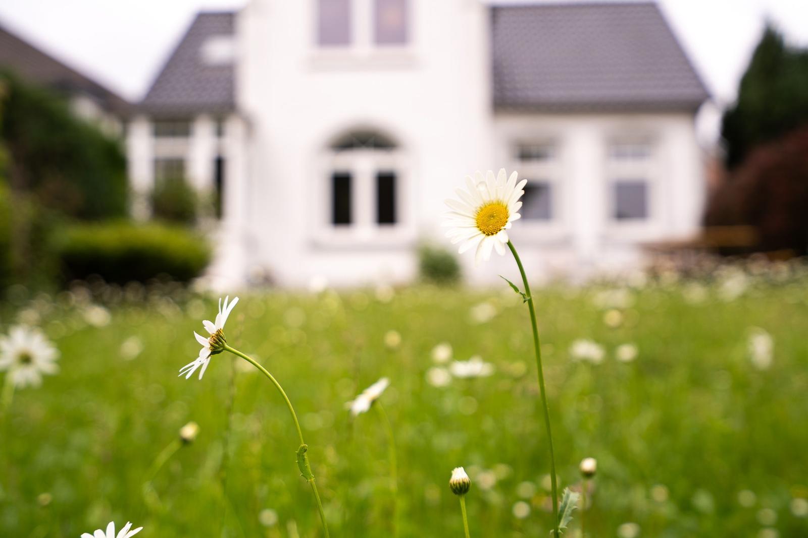 Eine weiße Blume im Vordergrund, ein weißes Haus im Hintergrund mit grünem Rasen.