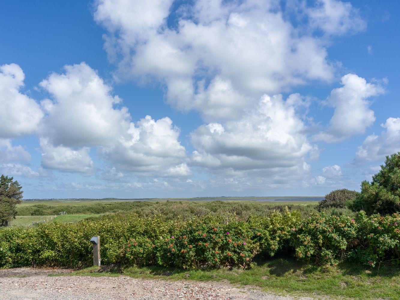 Weitläufiges Grünland unter blauem Himmel mit weißen Wolken und Sträuchern im Vordergrund.