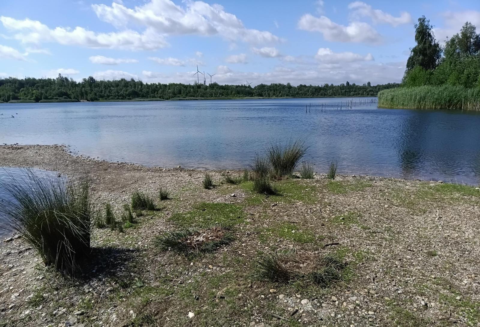 Lake shore with gravel beach, grasses, and trees in the background, wind turbines are visible.