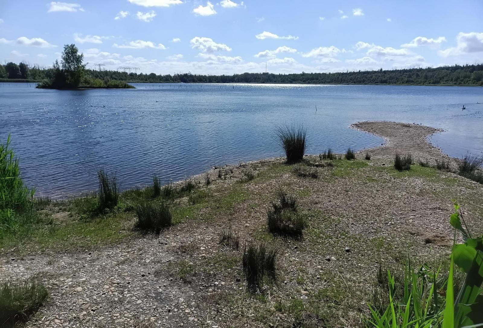 Lake shore with slope, grass, and shrubs. Forest and power lines in the background.