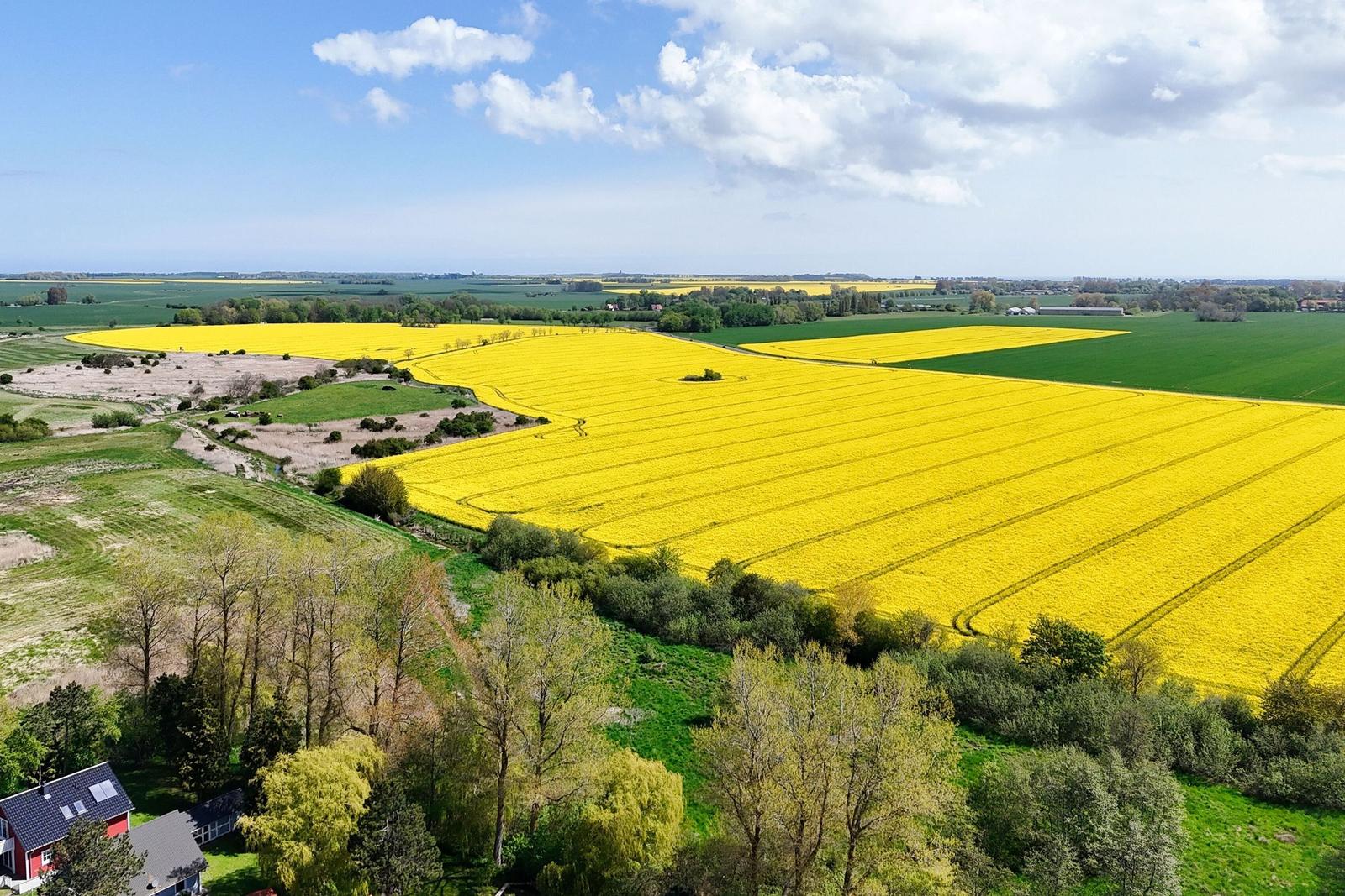 Weitläufige Landschaft mit gelben Rapsfeldern, grünen Wiesen und Bäumen unter blauem Himmel.