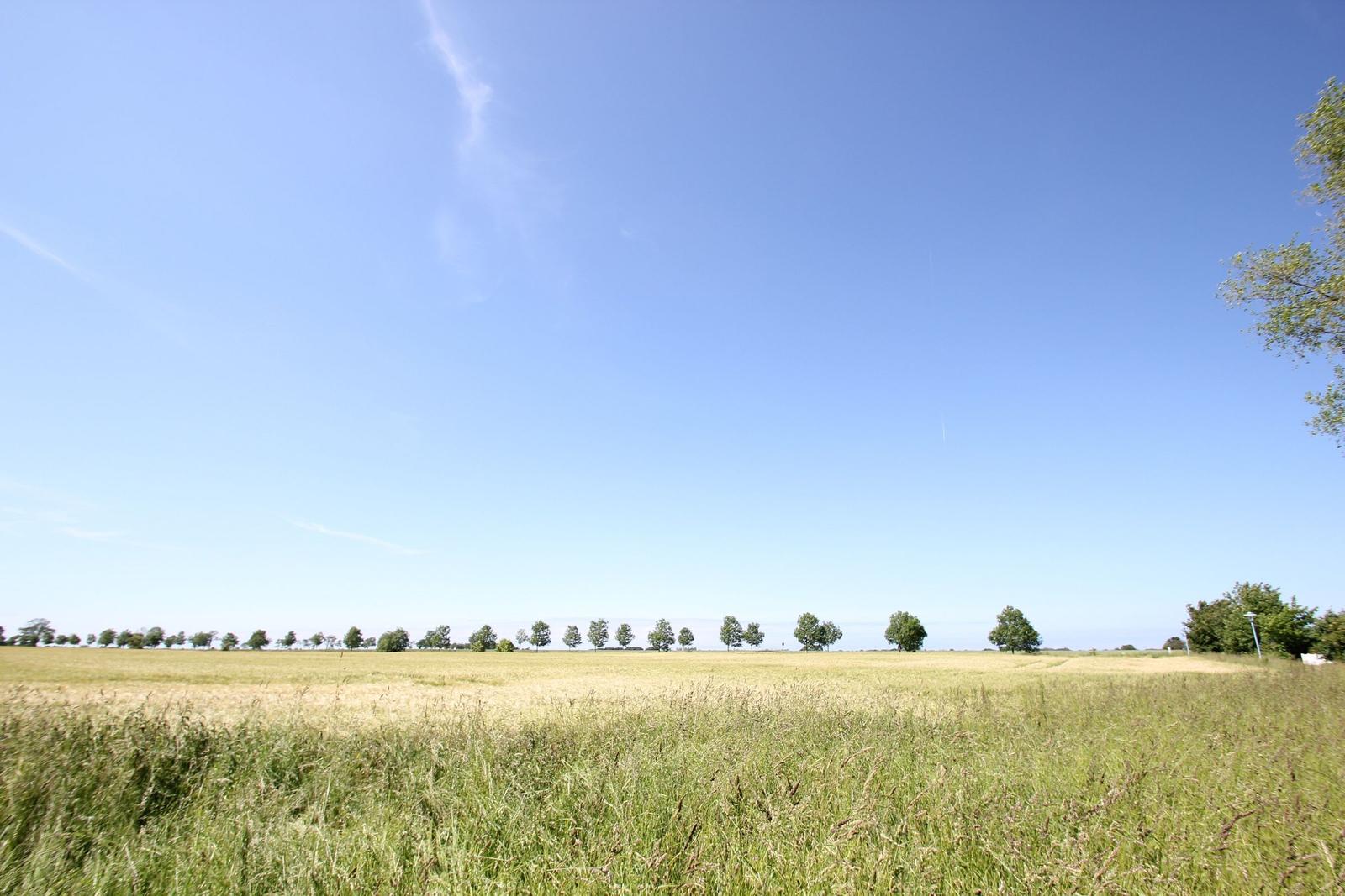 Weitläufiges Feld unter blauem Himmel mit Bäumen am Horizont.
