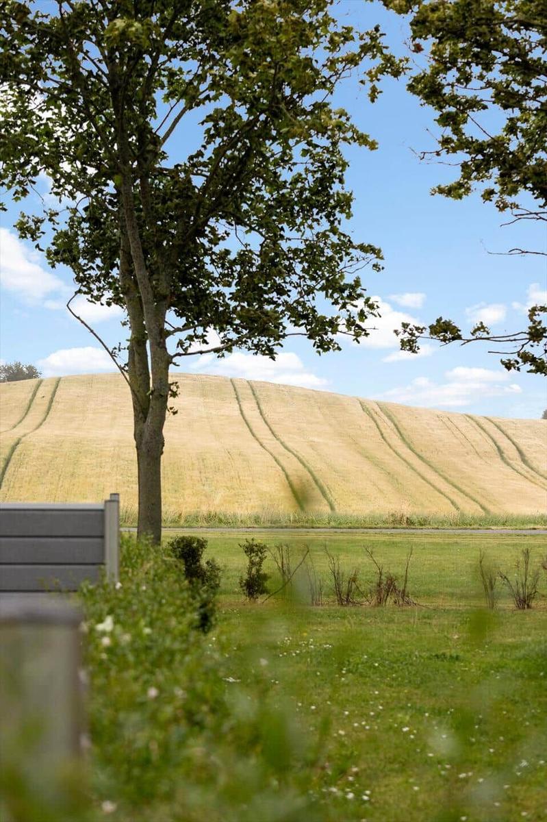 Ein Baum steht vor einem goldenen Feld unter blauem Himmel.