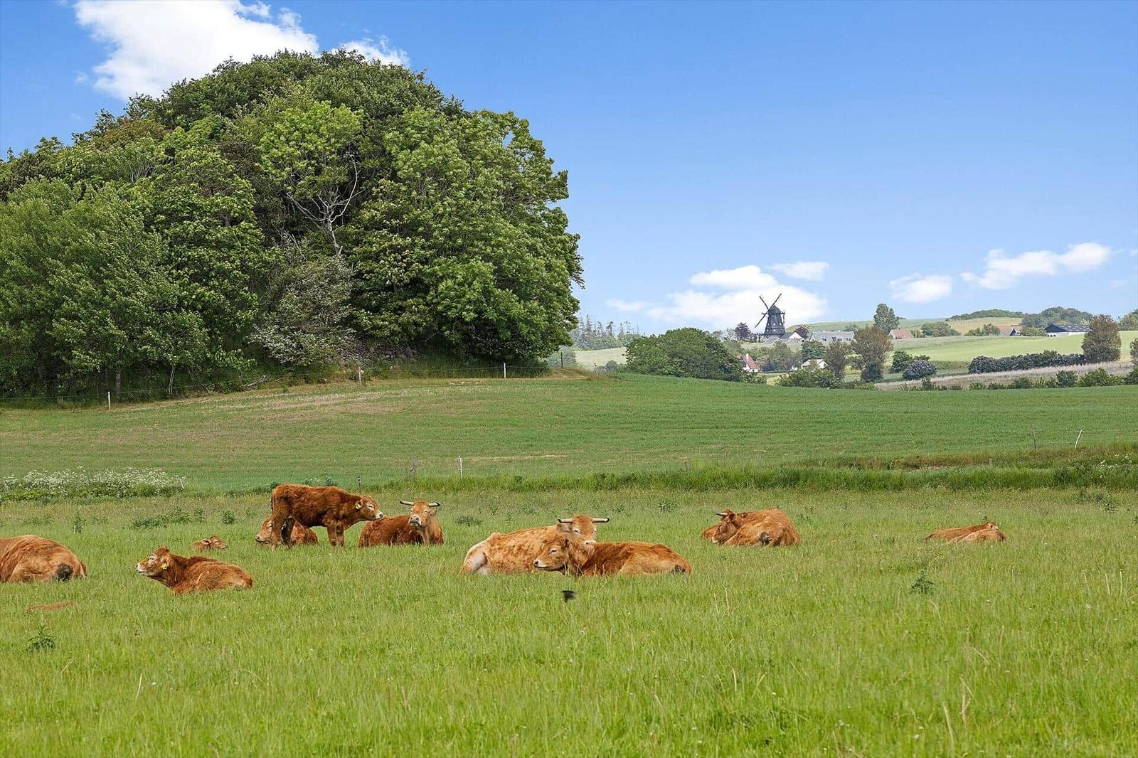 Peaceful pasture with brown cows, green grass, and windmill in the background.