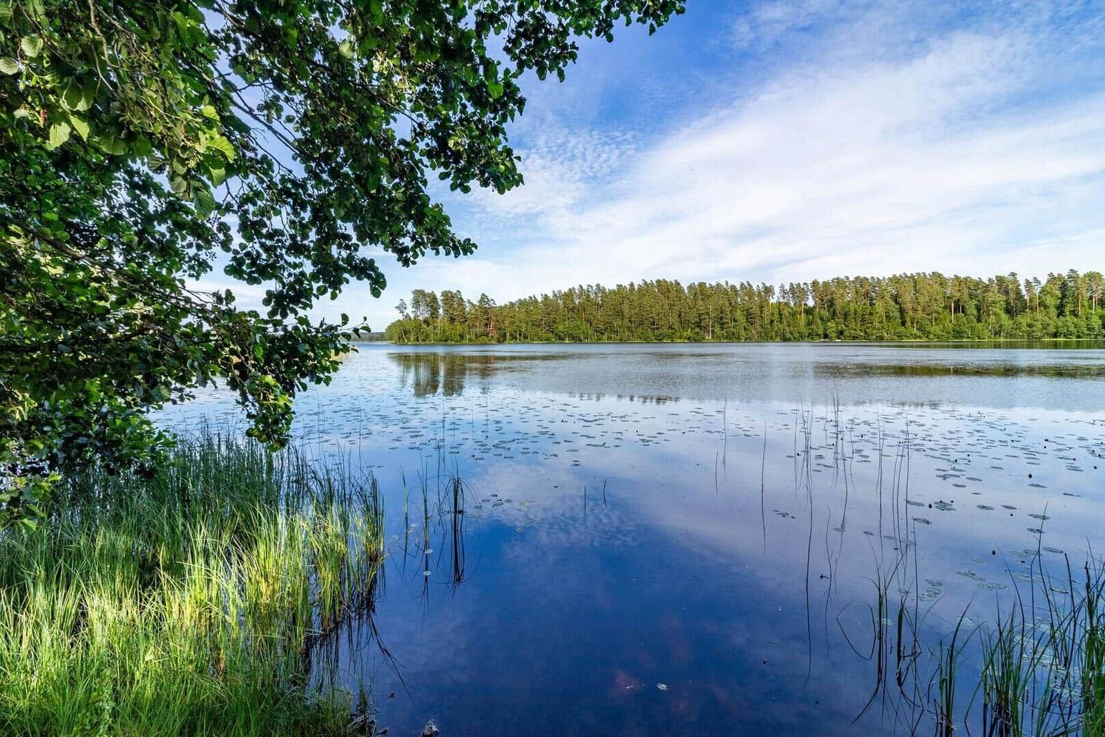 See mit Ufervegetation und Wald im Hintergrund unter blauem Himmel.