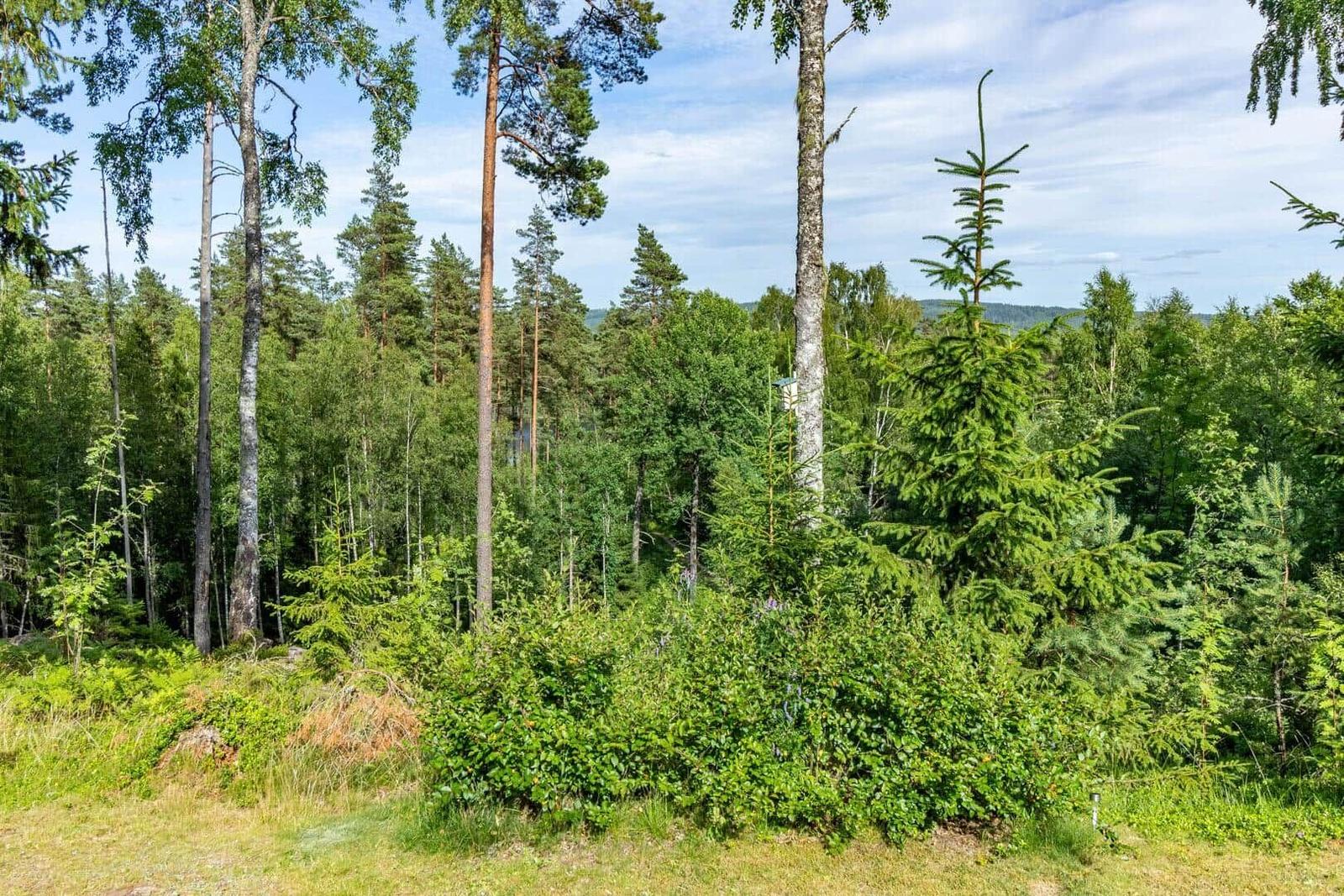 Waldlandschaft mit hohen Bäumen und grüner Vegetation unter blauem Himmel.