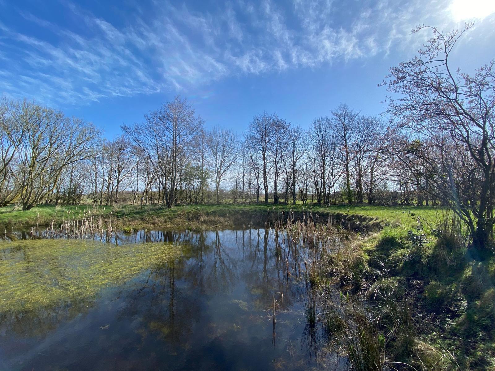 Ein Teich mit Gras und Bäumen unter blauem Himmel mit Wolken.