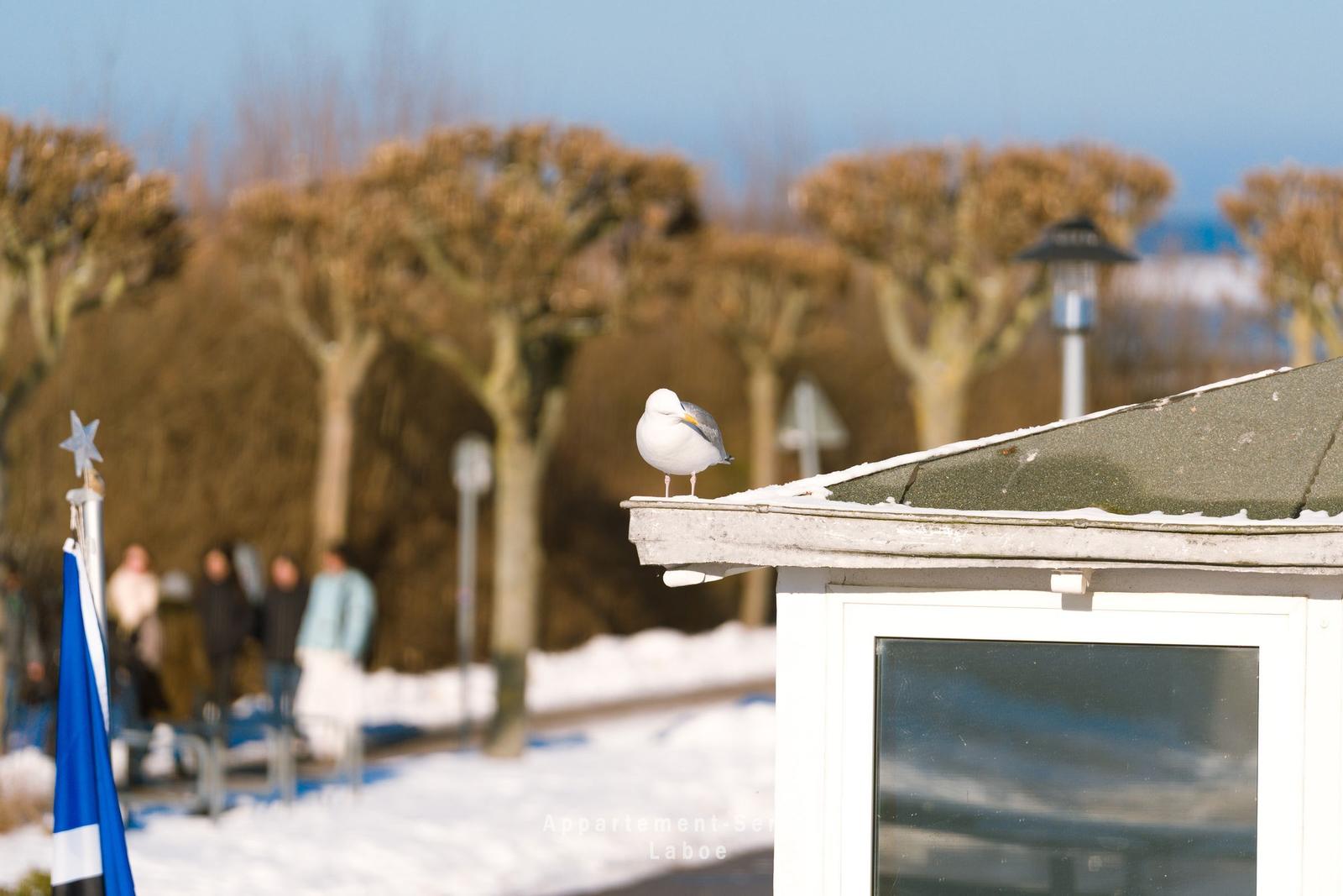 Eine Möwe sitzt auf dem Dach eines Gebäudes. Im Hintergrund sind Bäume und Schnee zu sehen.