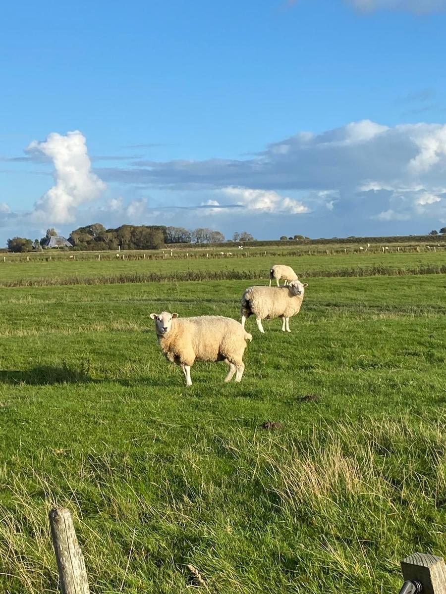 Drei Schafe grasen auf einer grünen Wiese unter blauem Himmel mit weißen Wolken.