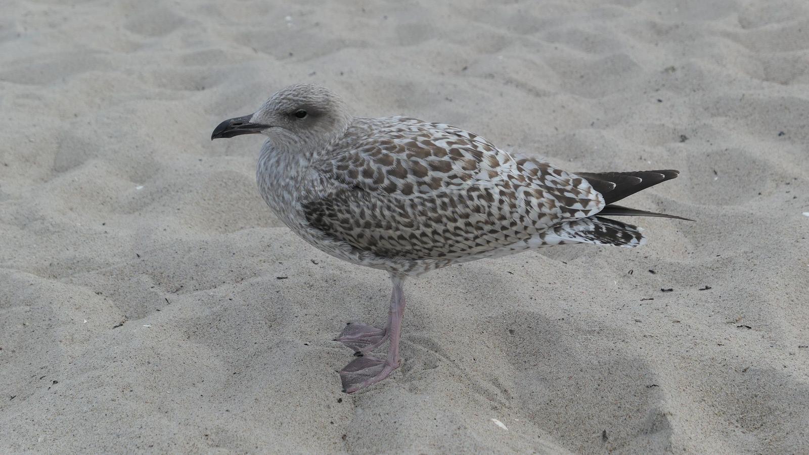 Eine Möwe steht auf sandigem Strand.