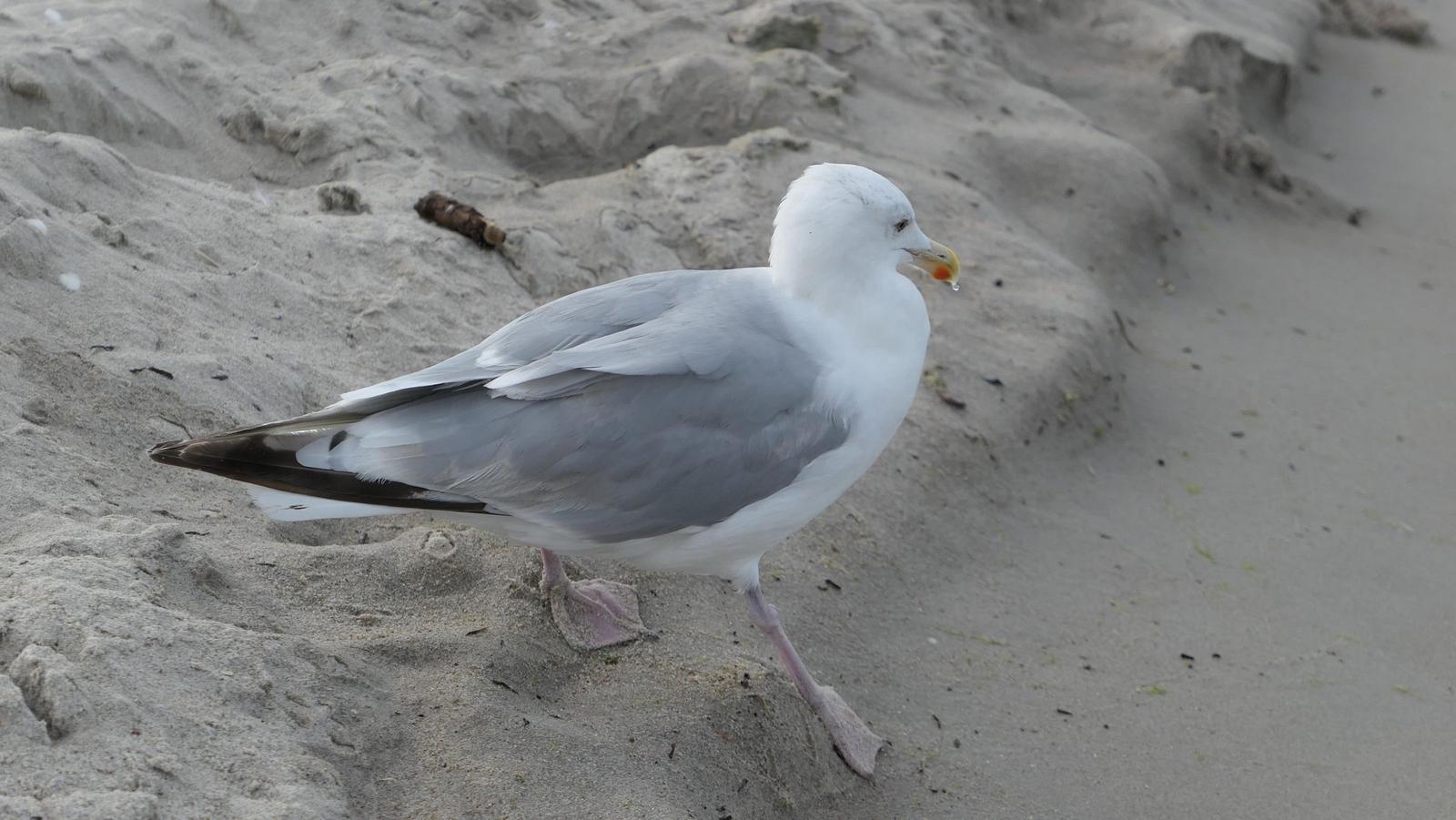 Eine Möwe steht auf sandigem Ufer und schaut zur Seite.