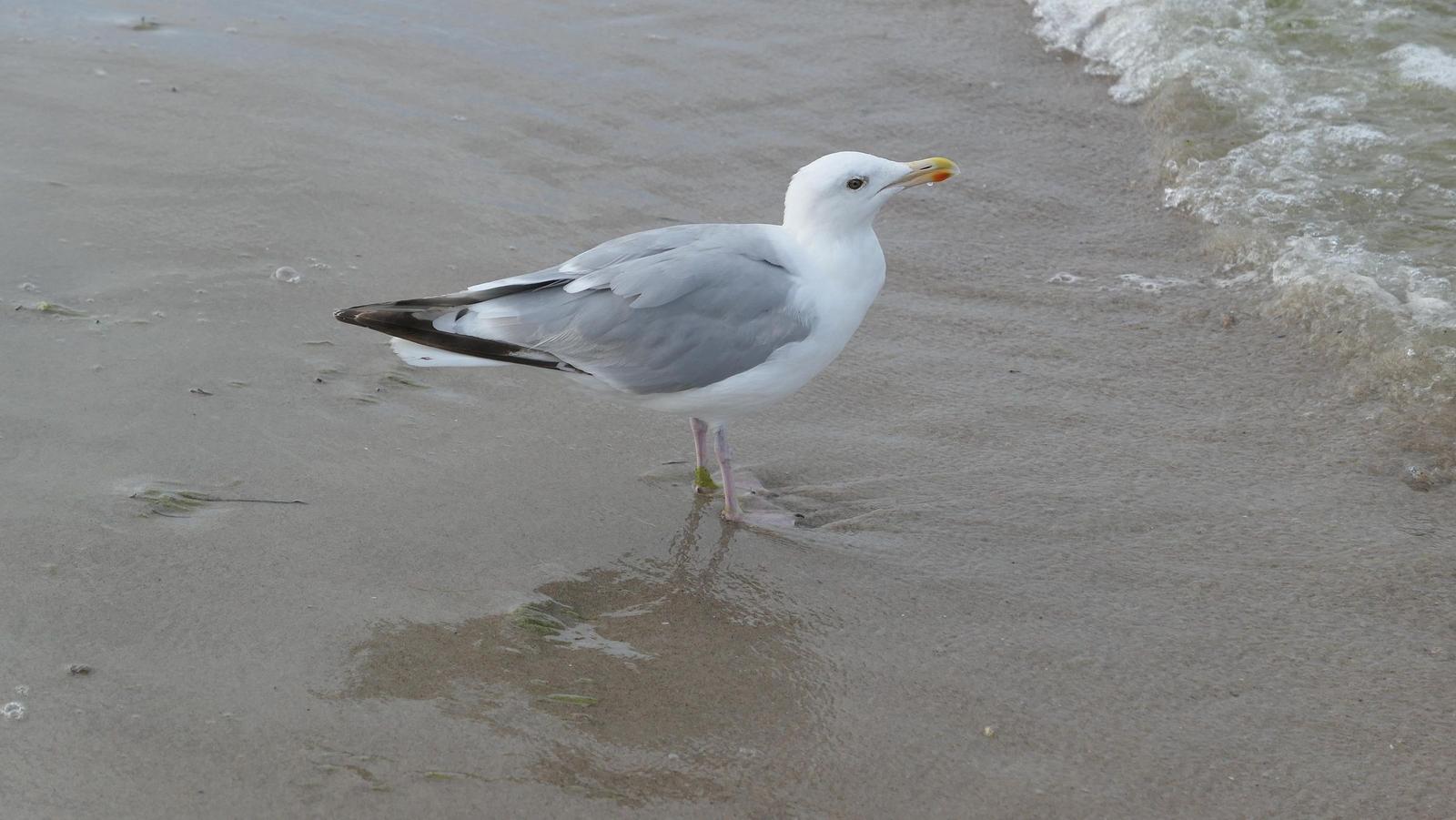 Eine Möwe steht am Strand, während die Wellen an den Uferstrand rollen.