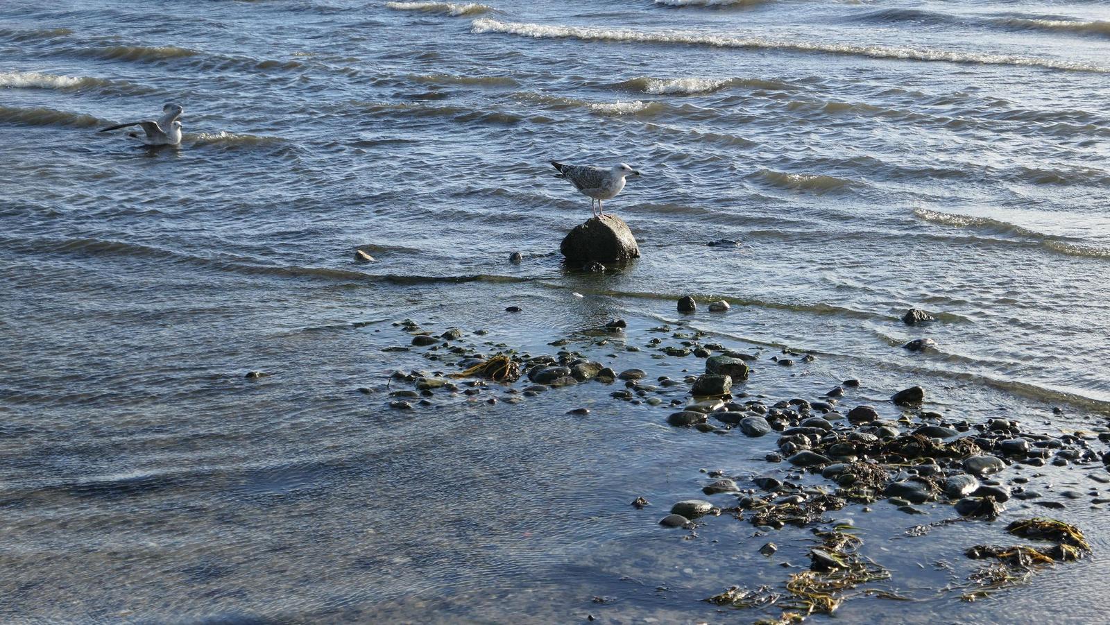 Zwei Möwen am Strand, eine steht auf einem Stein, die andere schwimmt.