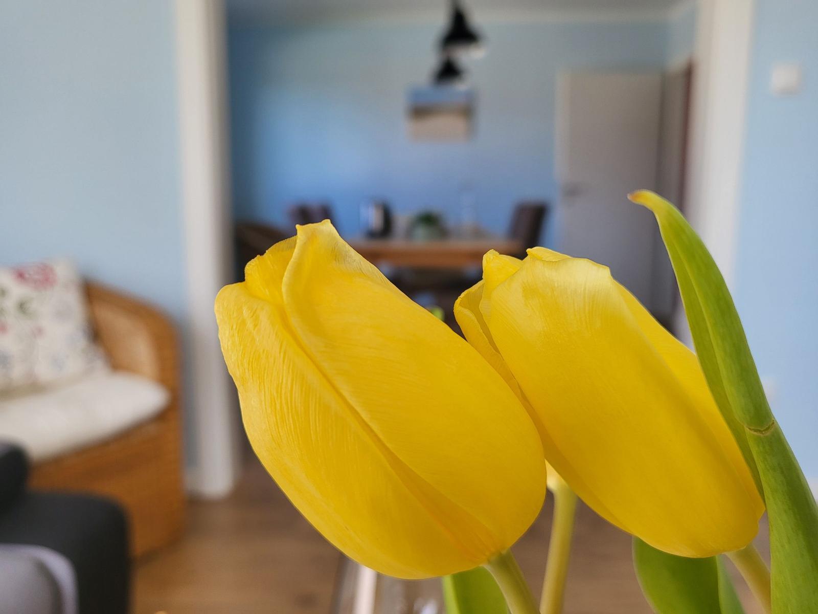 Two yellow tulips in the foreground. In the background, a living and dining area with blue walls.