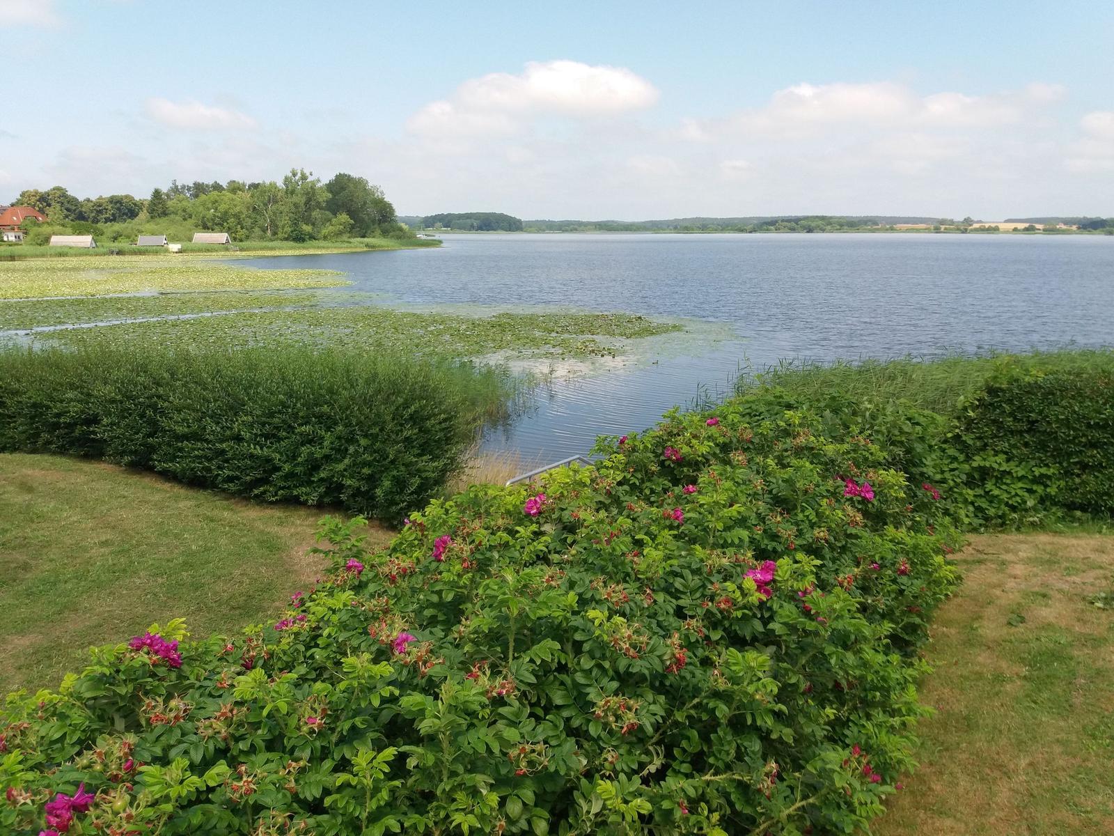 A lake with shoreline, grassy areas, and flowering bushes in the foreground.