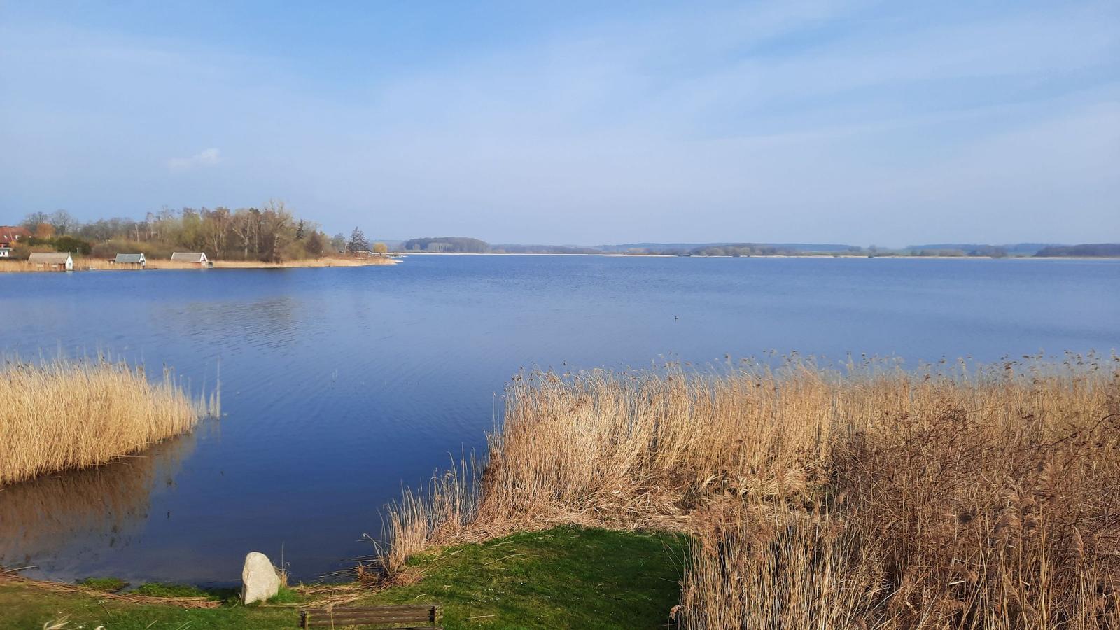 A calm lake with reeds and a bench on the shore. Trees and houses are visible in the background.