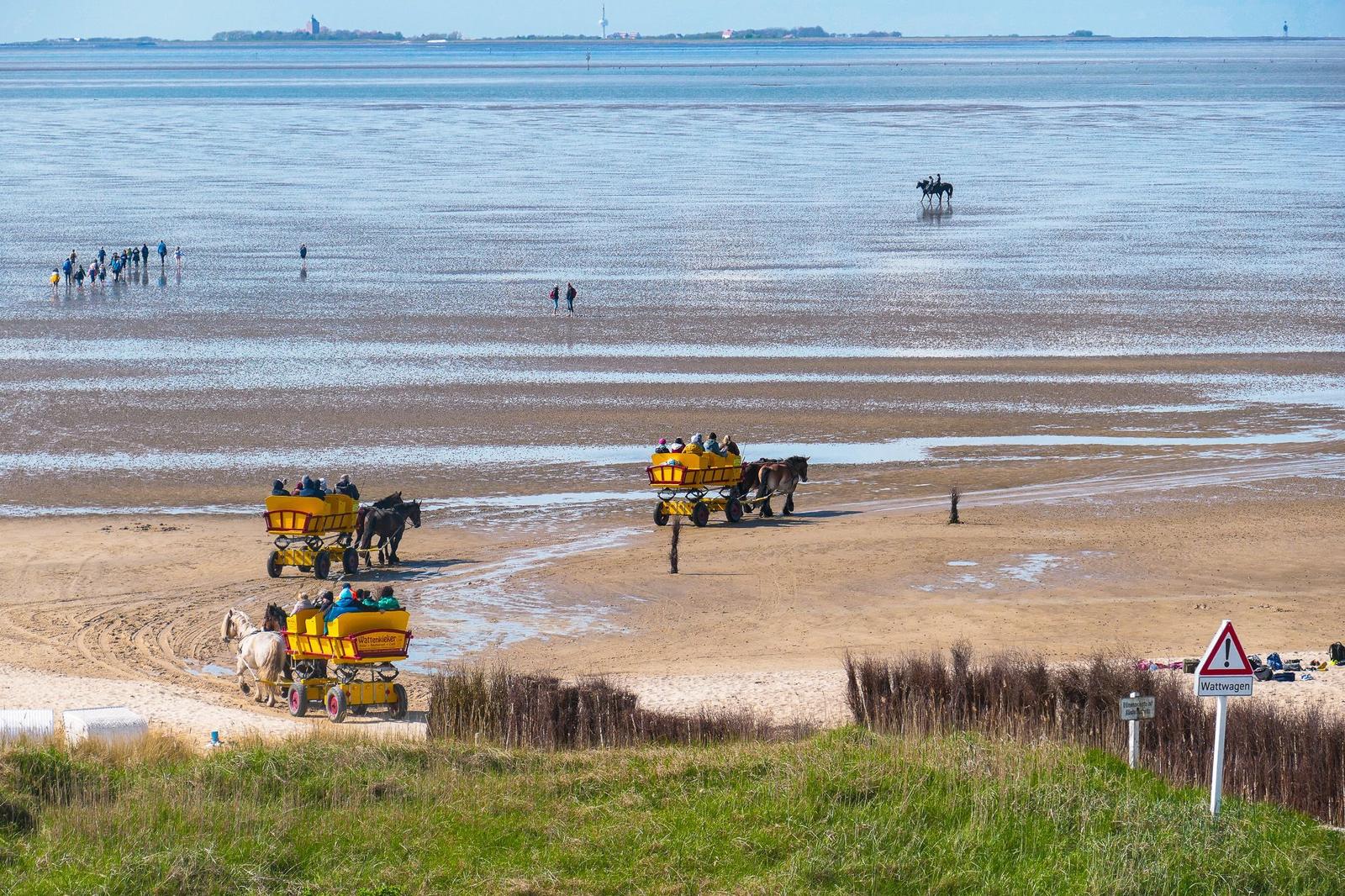 Wattwagen with horses transport visitors across the tidal flat.
