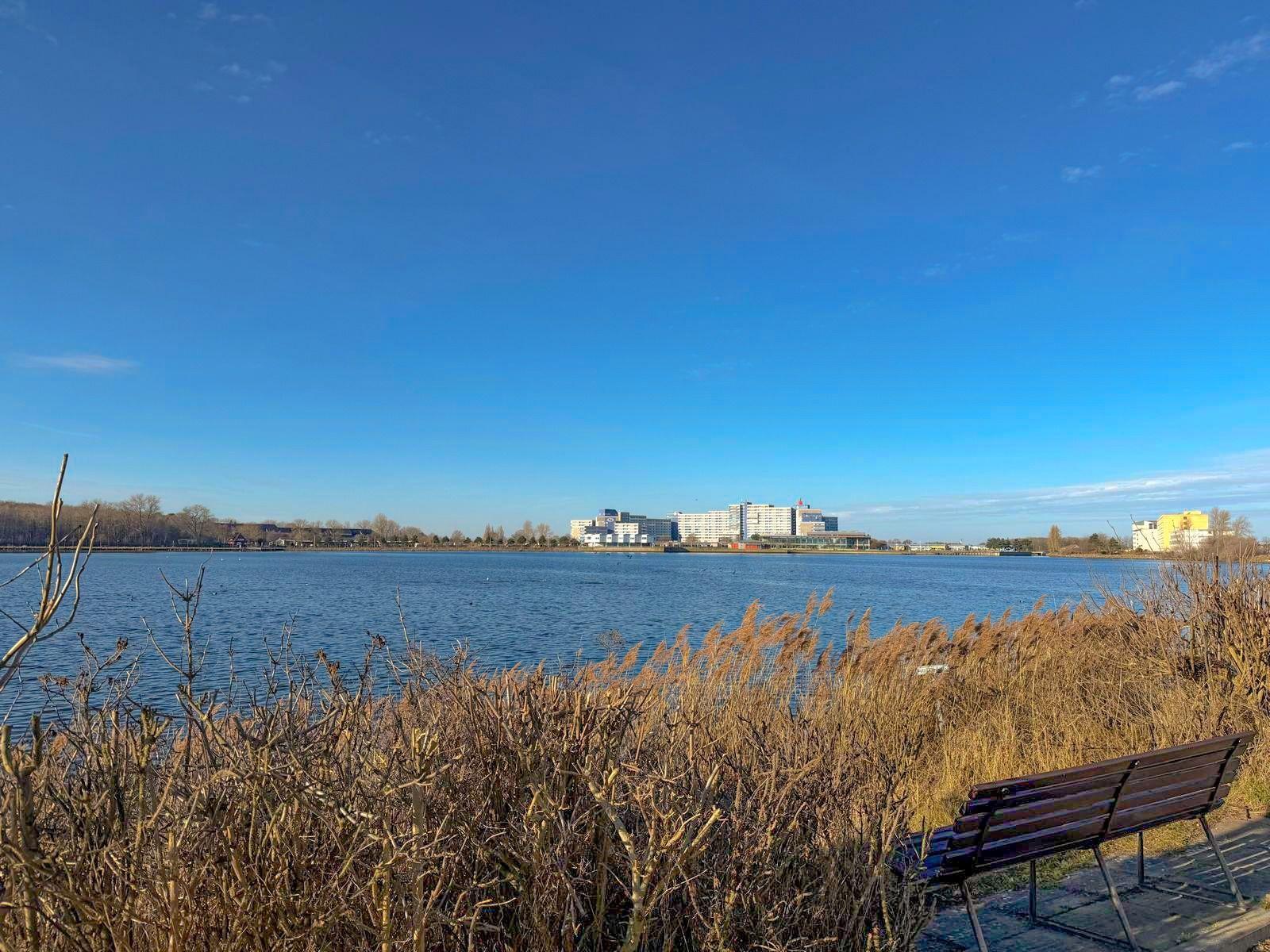 View of a lake with benches and reeds. Buildings are visible in the background.