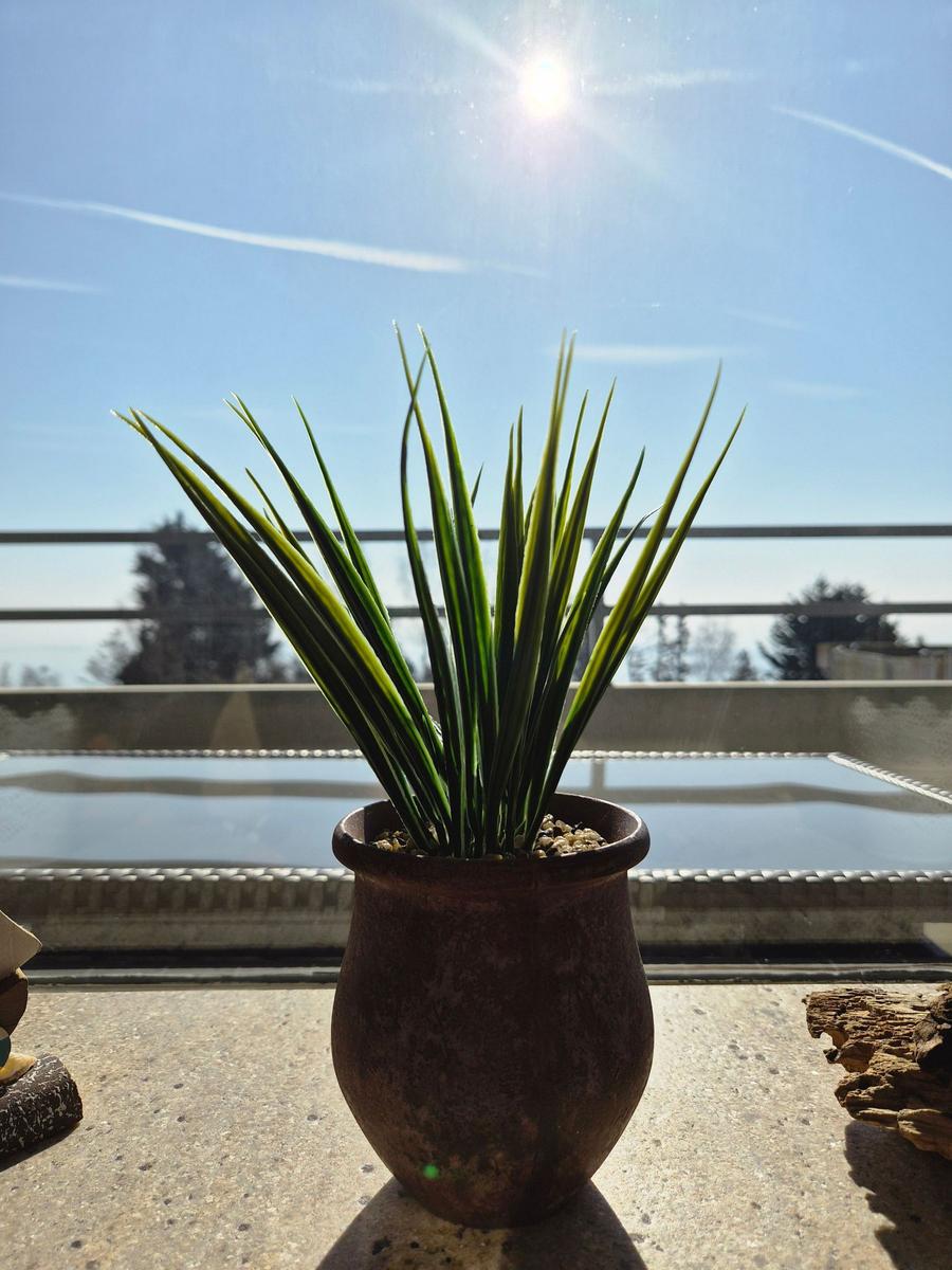 Eine Pflanze in einem Topf steht auf einer Terrasse mit Blick auf den Himmel.