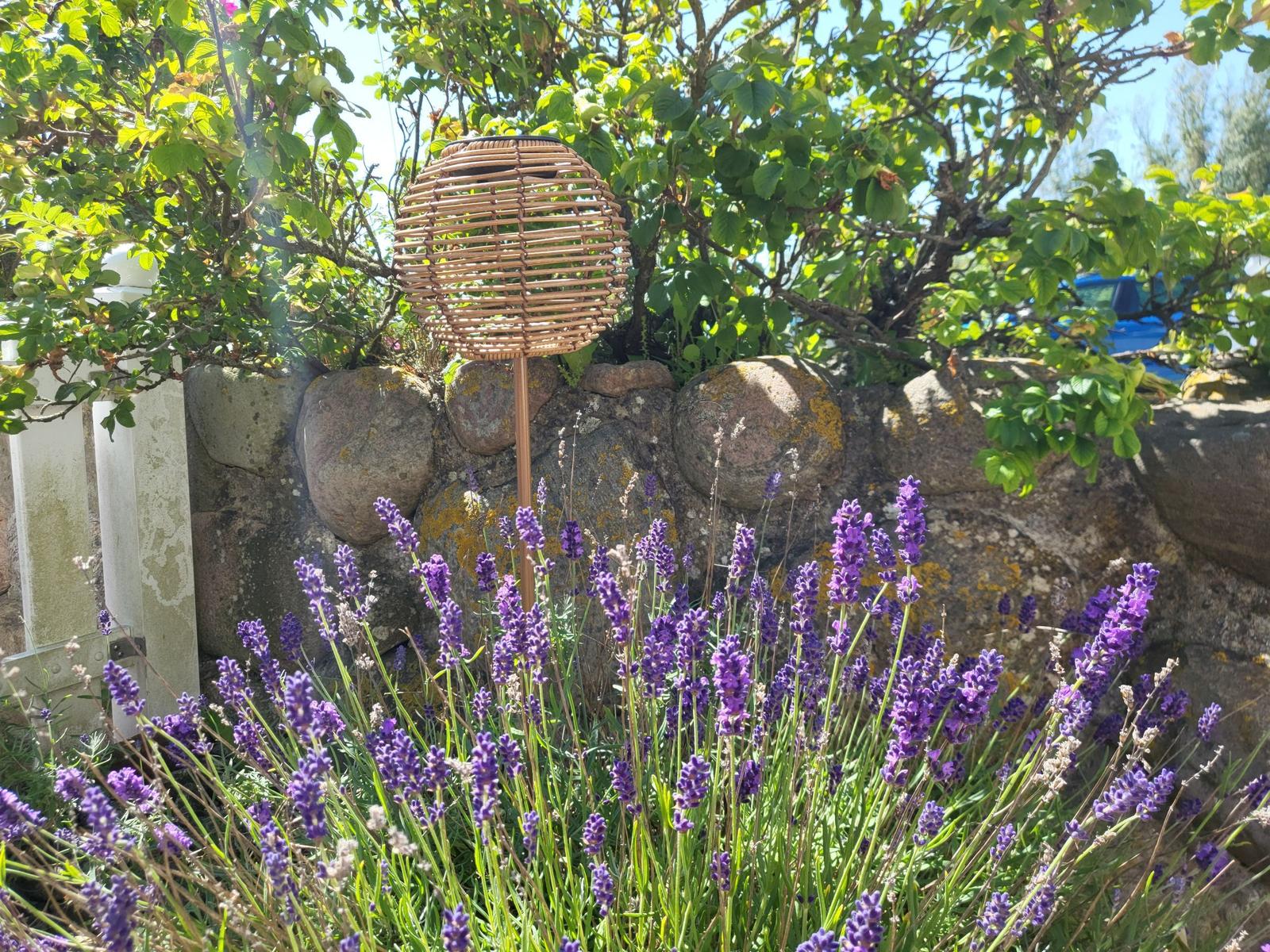 Lavendelblüten vor Steinmauer und Bambuslaterne im Garten.